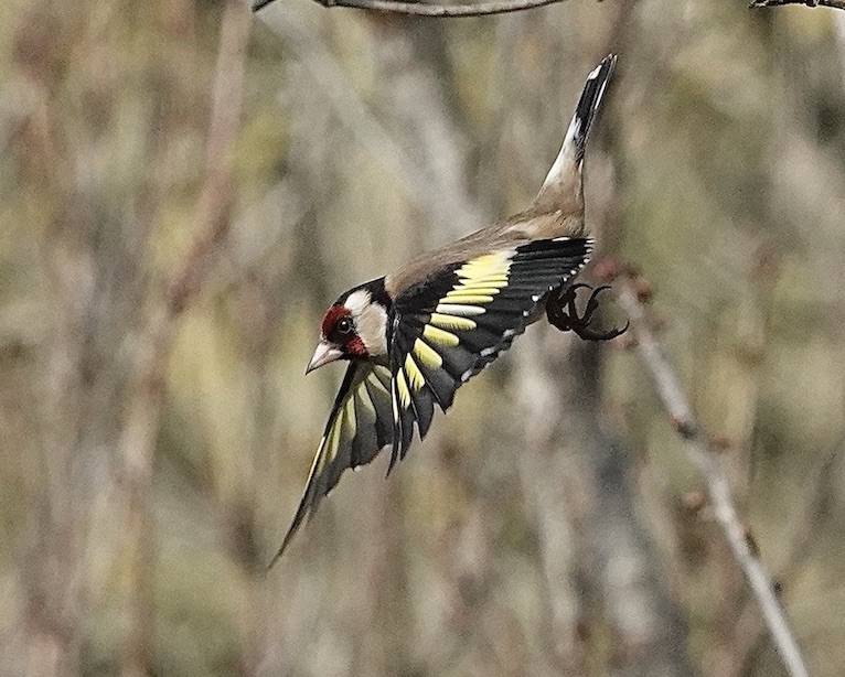 goldfinch